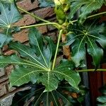 Fatsia japonica 葉