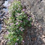 Phacelia bipinnatifida Other