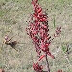 Aloe secundiflora Virág