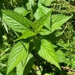 Verbena urticifolia Leaf