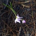 Cephalanthera rubra Habitus