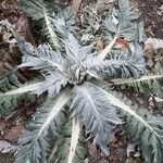 Cynara cardunculus Levél