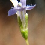 Solenopsis laurentia 花