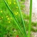 Lathyrus sphaericus Hoja