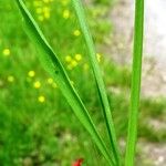 Lathyrus sphaericus Лист