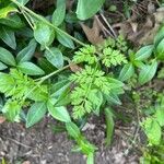 Chaerophyllum tainturieri Blatt