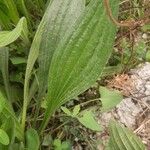 Plantago argenteaLeaf