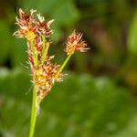 Luzula multiflora Owoc