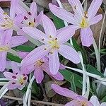 Colchicum cupanii 花