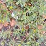 Portulaca oleracea Агульны выгляд