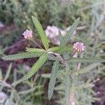 Verbena bonariensisLeaf