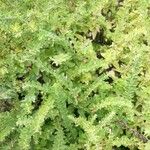 Scutellaria albida 葉