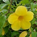 Allamanda catharticaKwiat