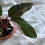 Philodendron erubescens Blatt