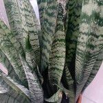 Dracaena hyacinthoidesᱥᱟᱠᱟᱢ