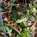 Dianthus superbus Leaf