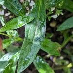 Aster pyrenaeus 葉