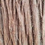 Chamaecyparis thyoides Bark