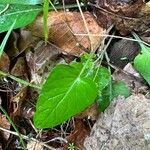 Phyteuma nigrum Folla