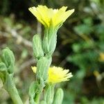 Lactuca serriola फूल