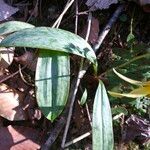 Erythronium americanum Foglia