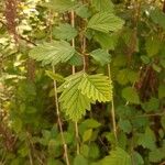 Holodiscus discolor Leaf