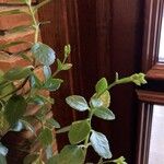 Kalanchoe miniata Blatt