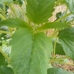 Sesamum indicum Leaf