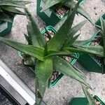 Aloe × hexapetala