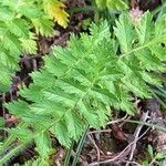 Erodium manescavi পাতা
