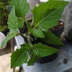 Solanum villosumLeaf