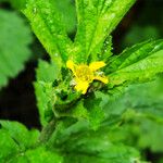 Geum macrophyllum Fula