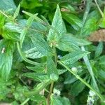 Epilobium roseum Fuelha