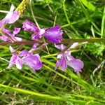 Anacamptis palustris Цвят