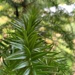 Araucaria angustifolia Hoja