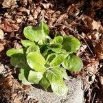 Erigeron pulchellus Leaf