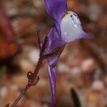 Linaria algarviana Flower