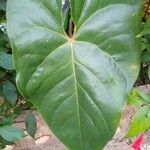 Anthurium nymphaeifolium Blad