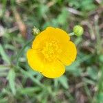 Ranunculus acrisOtro