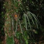 Sphaeradenia acutitepala Hábito