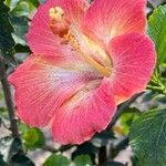 Hibiscus fragilisCvet