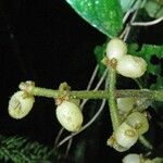 Notopleura capacifolia Fruto