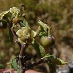 Euphorbia misera Квітка