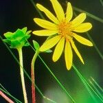 Silphium asteriscusFleur