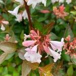 Abelia x grandifloraŽiedas