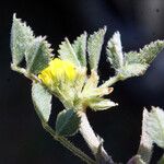 Trigonella monspeliaca Flower