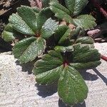 Fragaria chiloensis Leaf