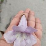 Paulownia tomentosa Flor
