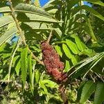 Rhus typhinaBlad