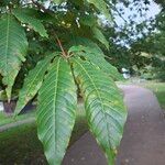 Aesculus indica Fulla